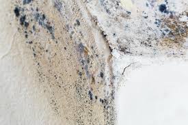 Mold Remediation for Rental Properties